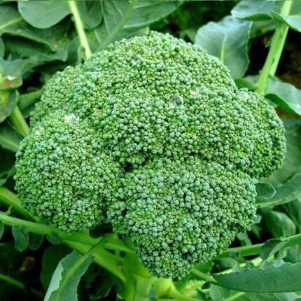 broccoli-green